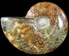 Wide Polished Cleoniceras Ammonite - Madagascar #49431-1